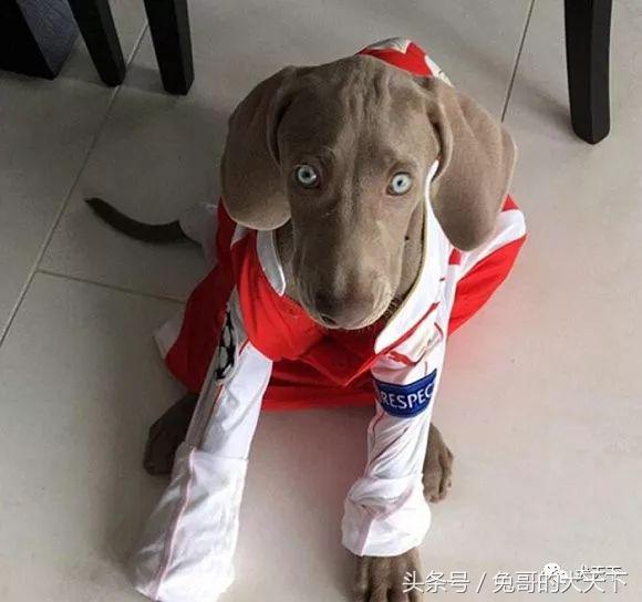 足球吉祥物狗狗盘点,一只狗狗拯救了无数人
