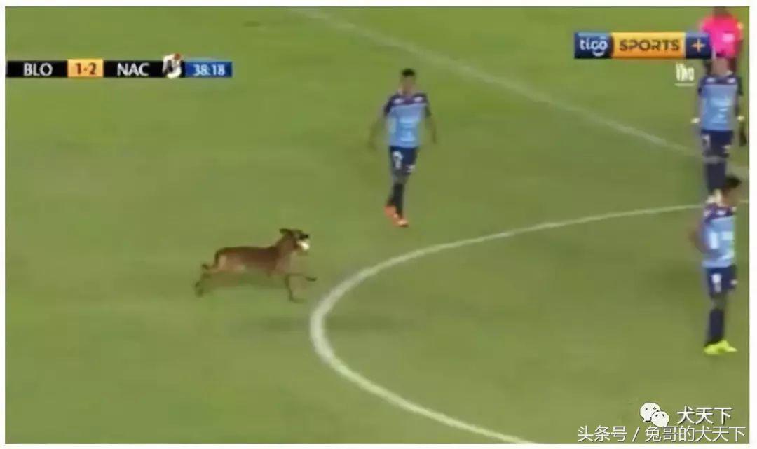 足球吉祥物狗狗盘点,一只狗狗拯救了无数人