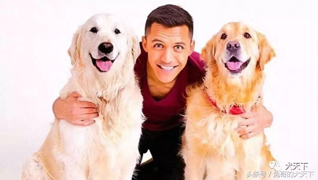 足球吉祥物狗狗盘点,一只狗狗拯救了无数人