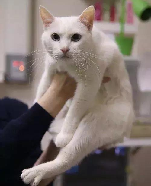 谁说伪球迷预测不了真胜利？是时候让你的宠物拉你一把了！