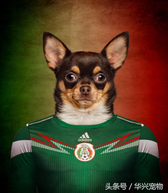世界杯足球狗狗闯入赛场,足球世界杯狗狗视频
