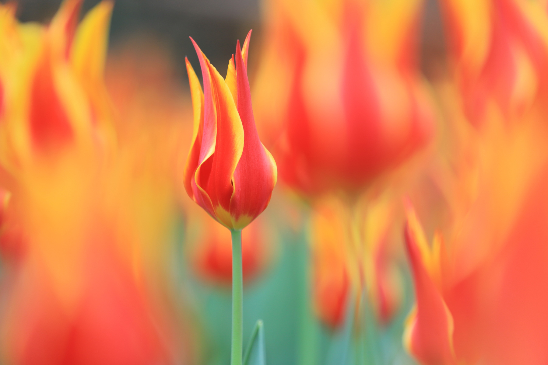 佳能70-200mmf2.8一代全新多少钱,佳能70-200mmf4一代