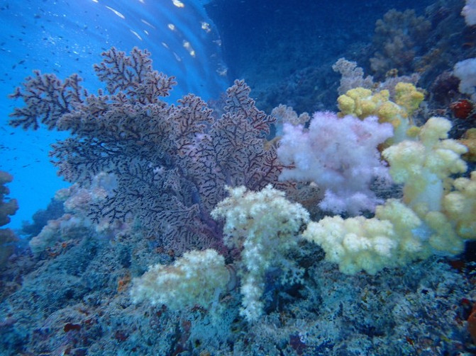 帕劳海底之旅,帕劳的海底