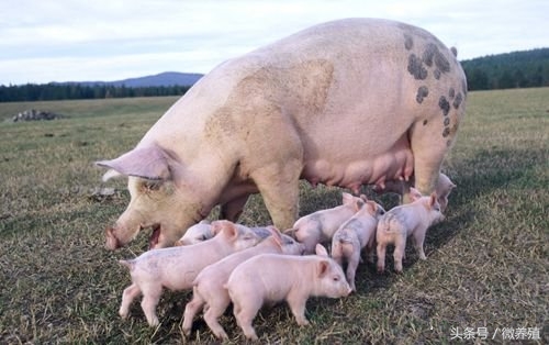 妊娠母猪的饲养管理要点有哪些,怀孕母猪后期饲养管理