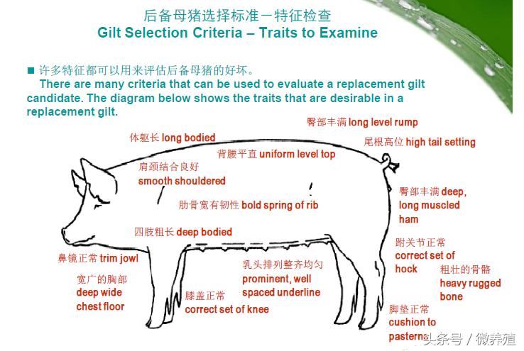 哺乳母猪的饲养管理要点有哪些,母猪配完种后饲养管理