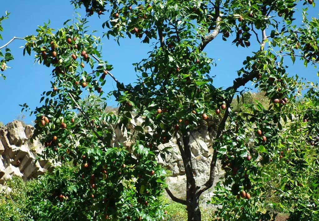 一日不见如隔三秋下一句什么,一日不见如隔三秋用古诗怎么说