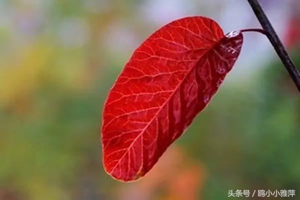 什么是红颜和蓝颜知己文字版,红颜蓝颜知己专属称号