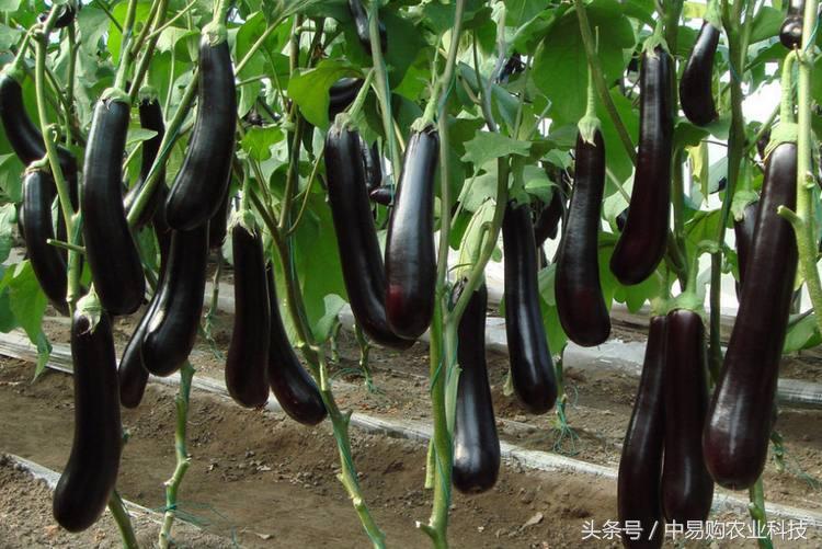 三农资讯：茄子着色差可咋办？别慌，三个建议看完就会解决！