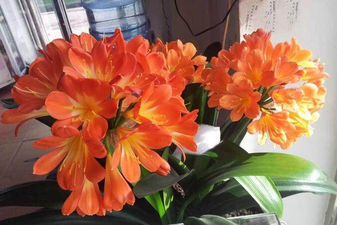 君子兰的叶子为什么卷,君子兰开花为什么总是夹在叶子里