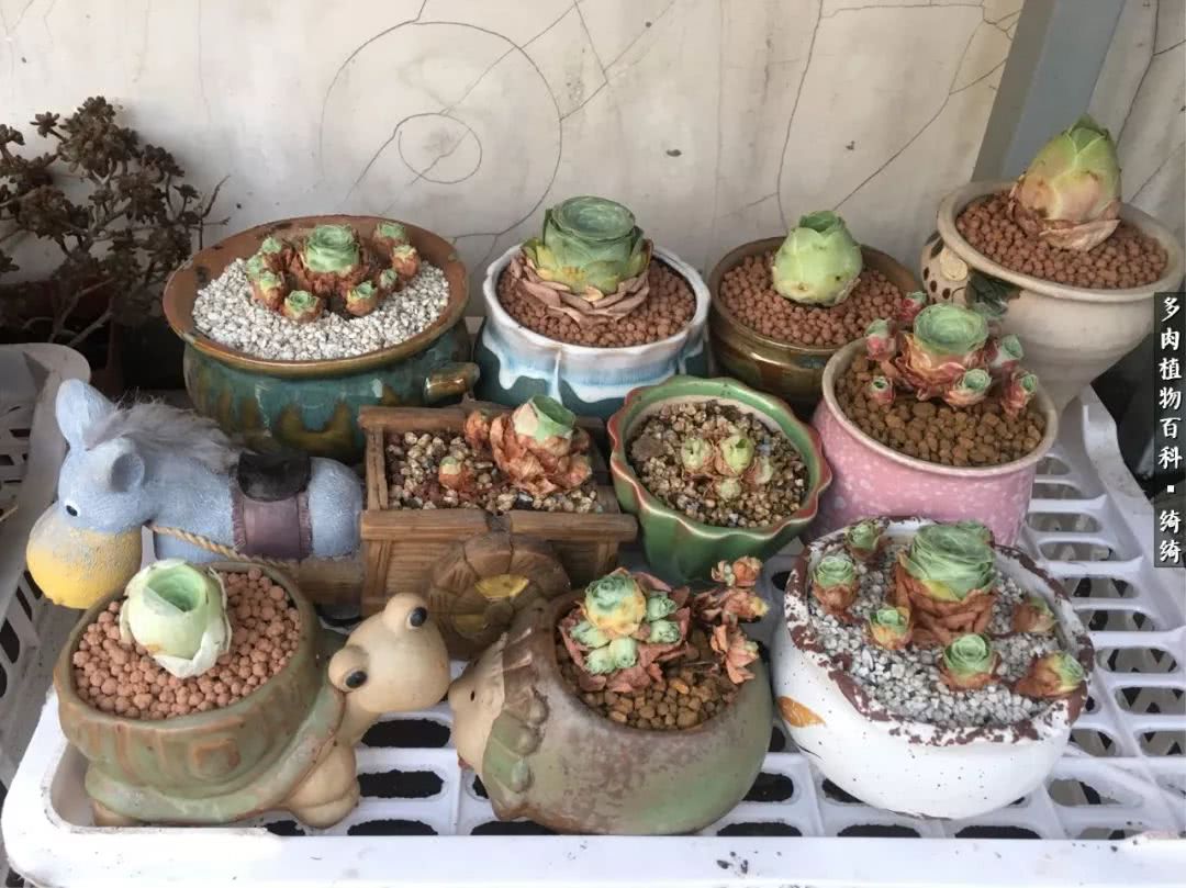 一路繁花多肉,多肉玫瑰园一路繁花