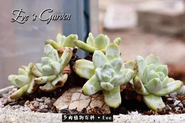 仙女杯多肉植物,拇指仙女杯也叫帕奇飞图吗