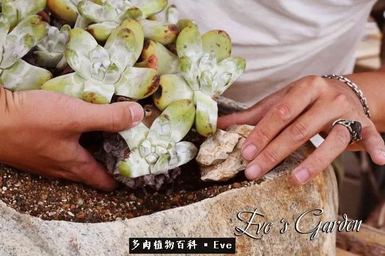 仙女杯多肉夏天大量消耗叶片,多肉植物拇指仙女杯