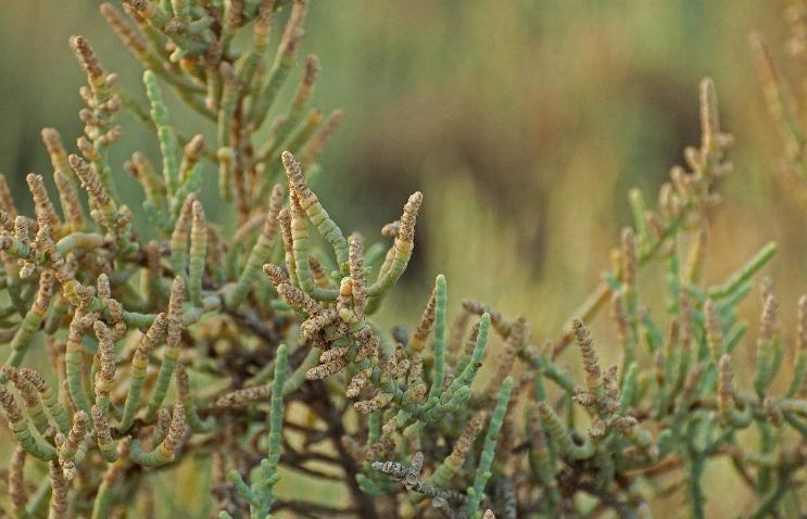 这4种植物真喜水,5种特别耐涝的植物