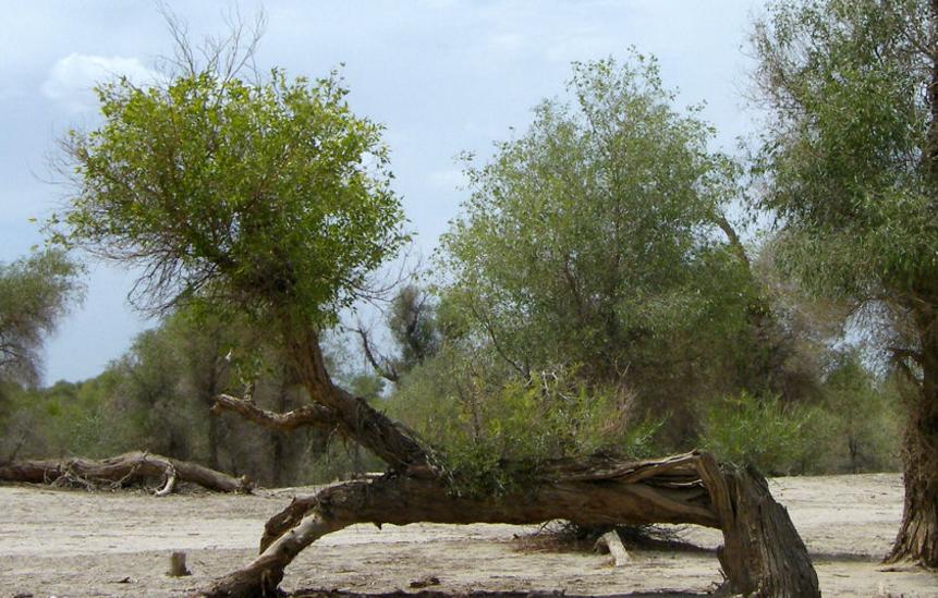 这4种植物真喜水,5种特别耐涝的植物