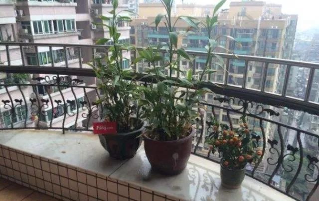 荔湾老广租房,广州荔湾区老城区租房