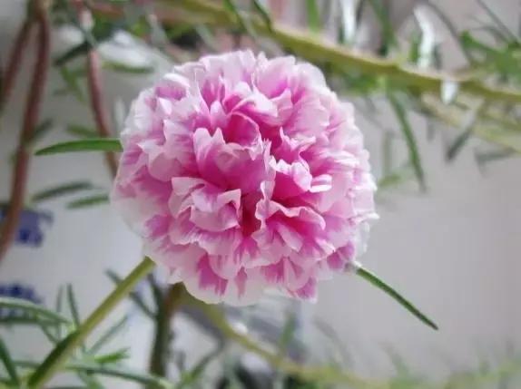 明天是父亲节祝天下父亲节日快乐,父亲节提前祝天下的父亲节日快乐