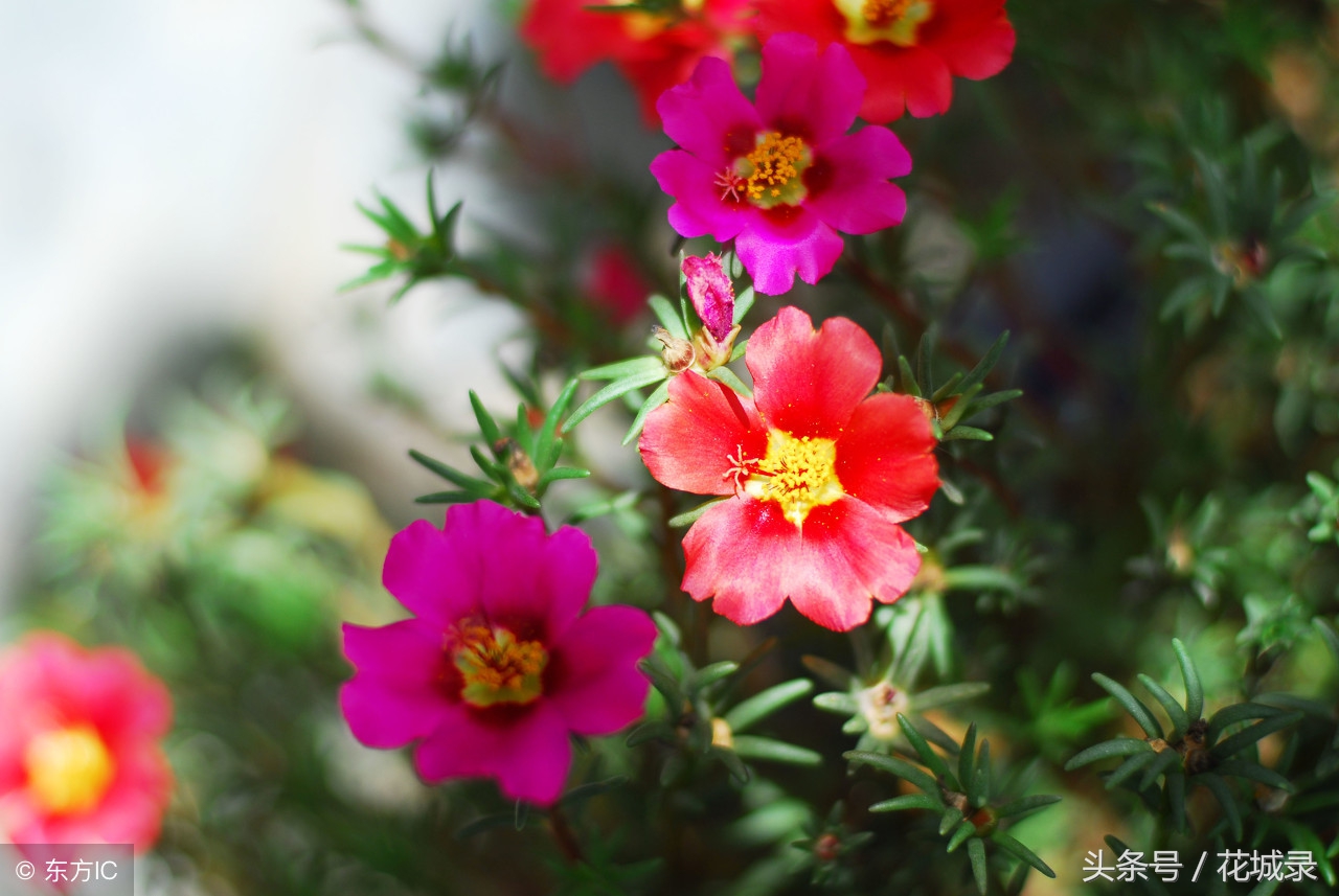 只知道母亲要送花而不知道父亲节也可以送花，快看看适合送的花吧