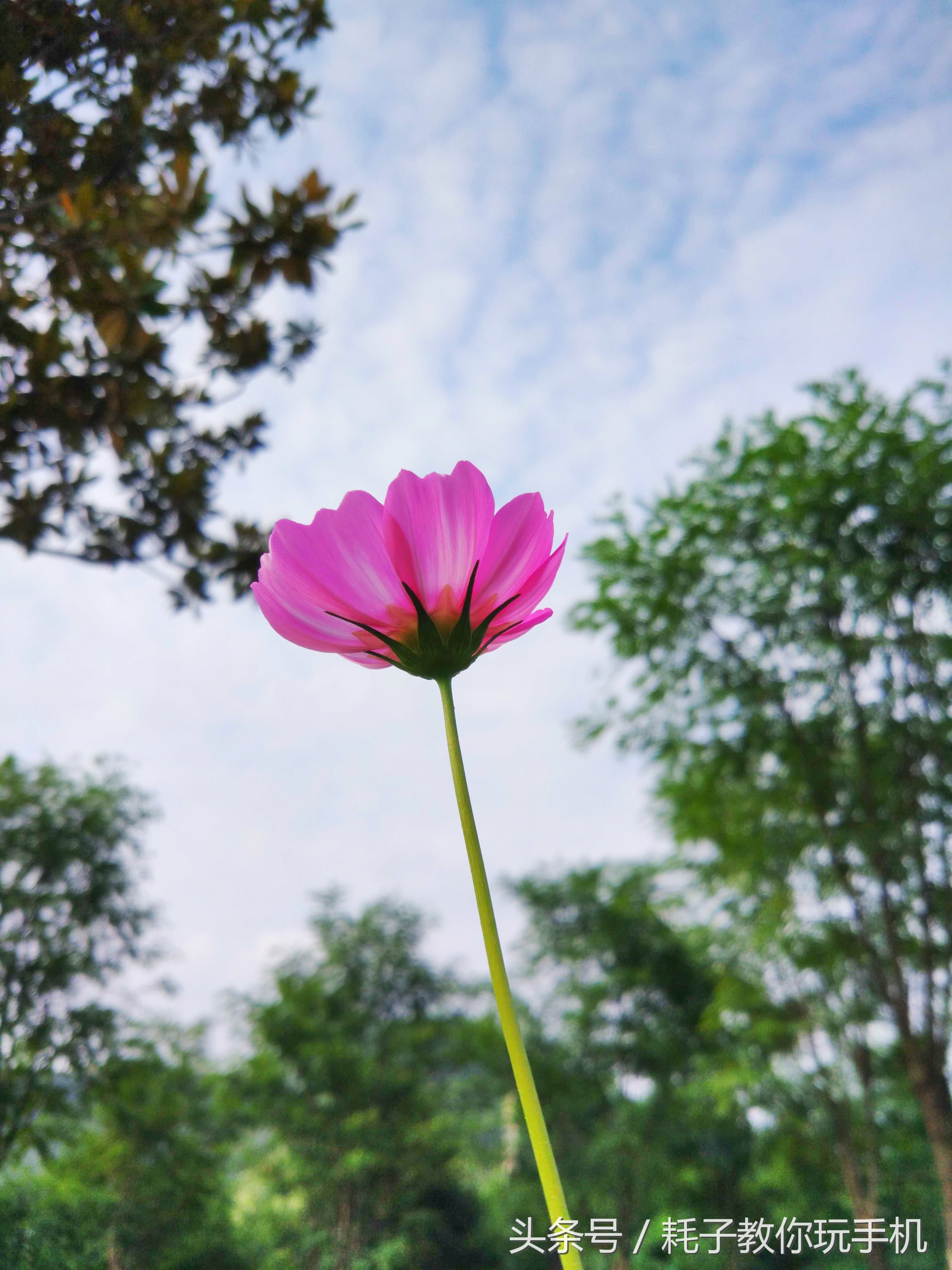 小米10升级miui14后的拍照咋样,小米5拍照为什么强