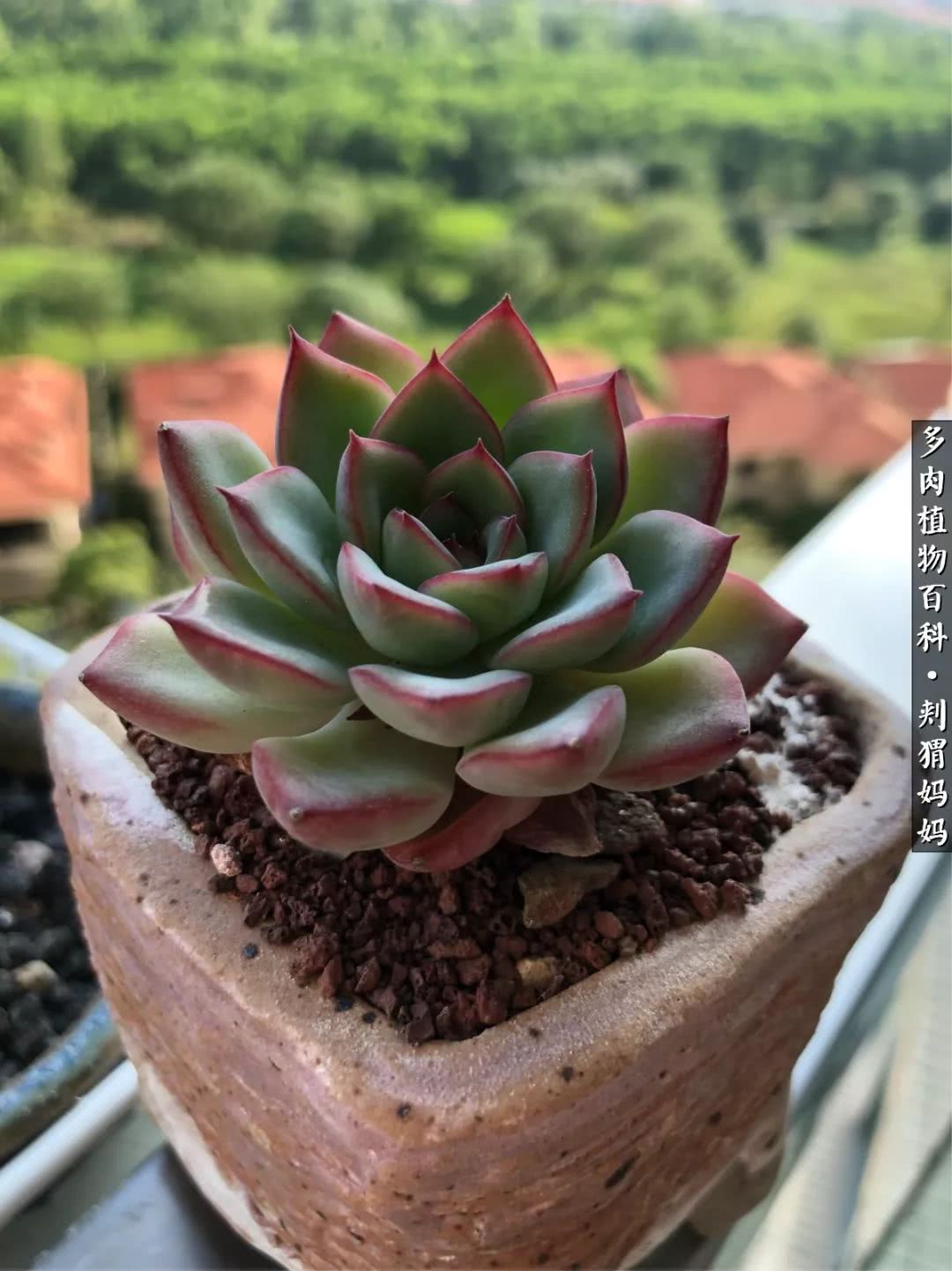 多肉如何度夏的方法,多肉夏天如何度夏