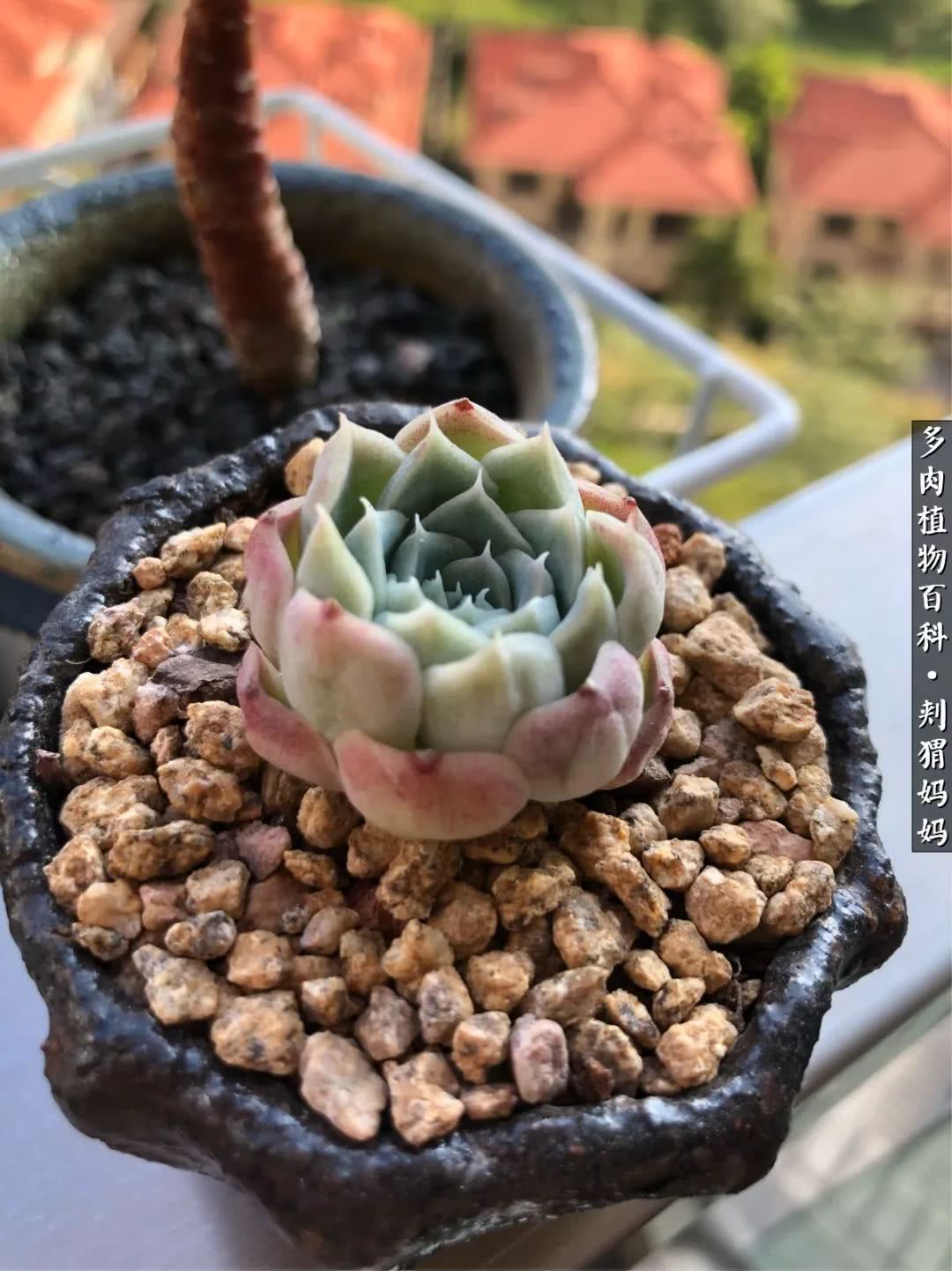 多肉如何度夏的方法,多肉夏天如何度夏