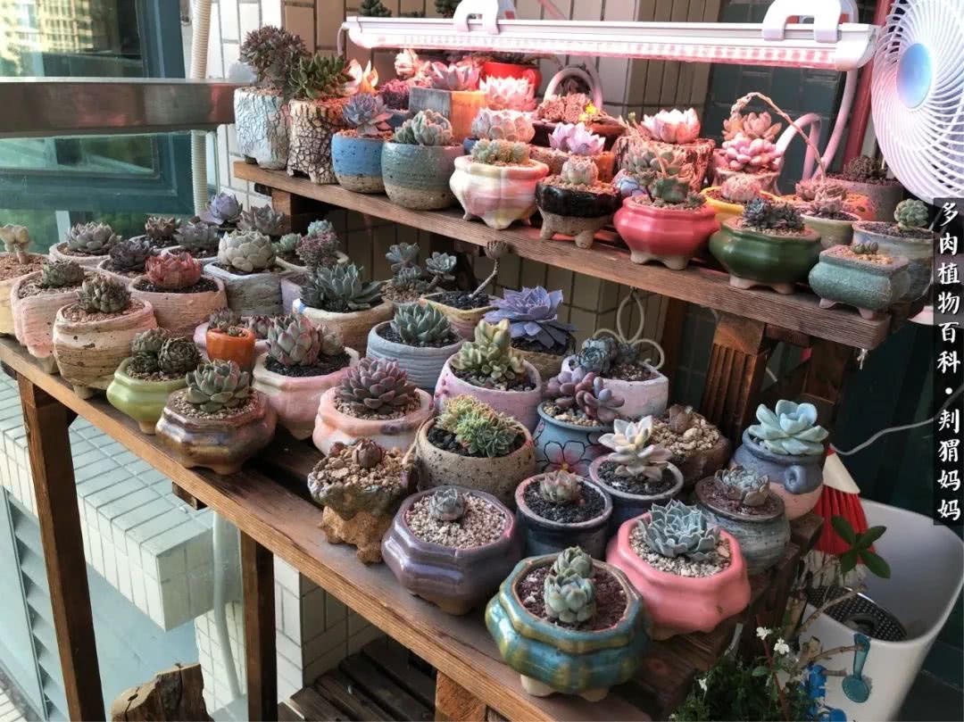 多肉如何度夏的方法,多肉夏天如何度夏