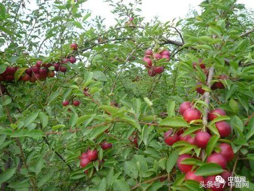 钙果都叫什么名,钙果稀有水果