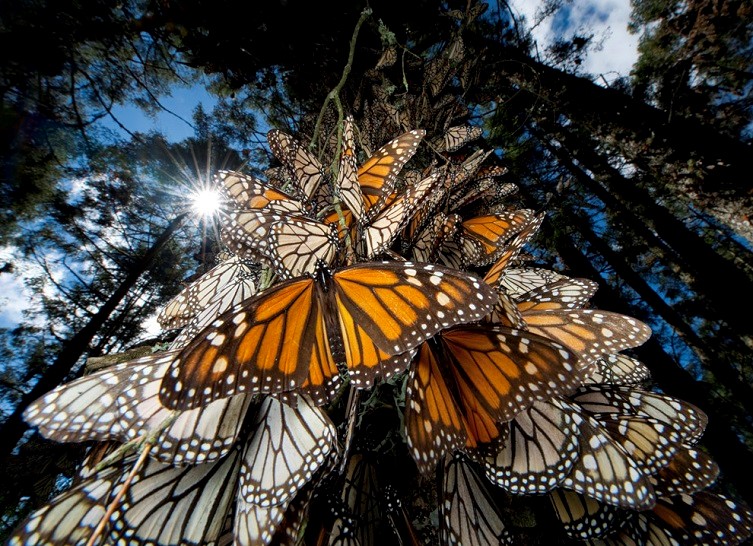 墨西哥到底是怎么样的,墨西哥历史比赛
