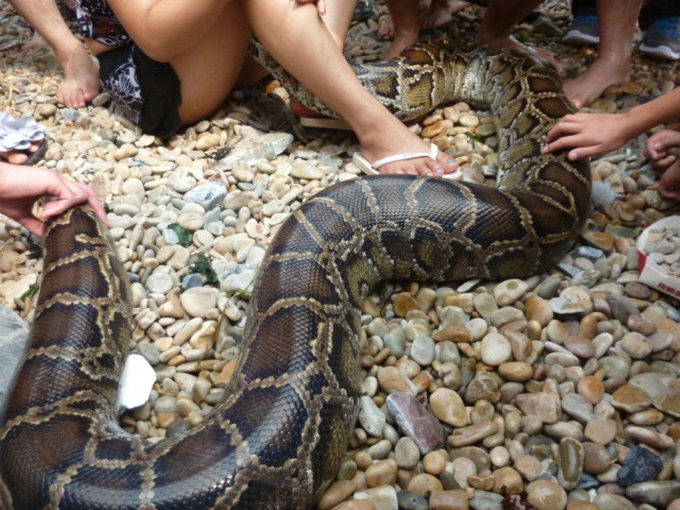 2006年印尼苏门答腊岛巨蟒,巨蟒真的有多可怕