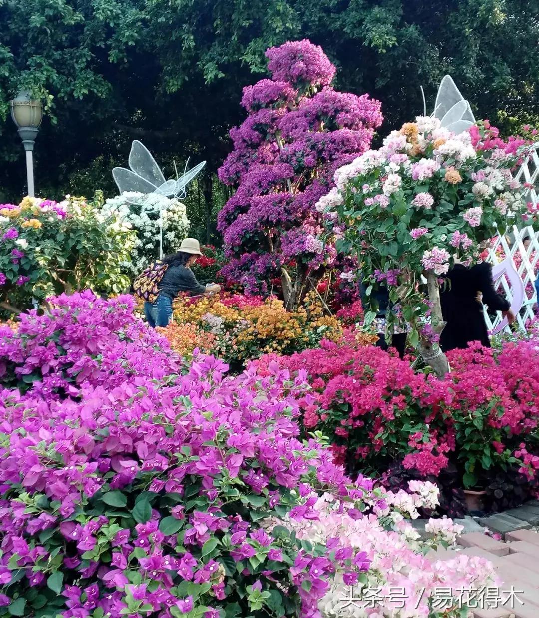 三角梅植物嫁接教程,多枝三角梅嫁接