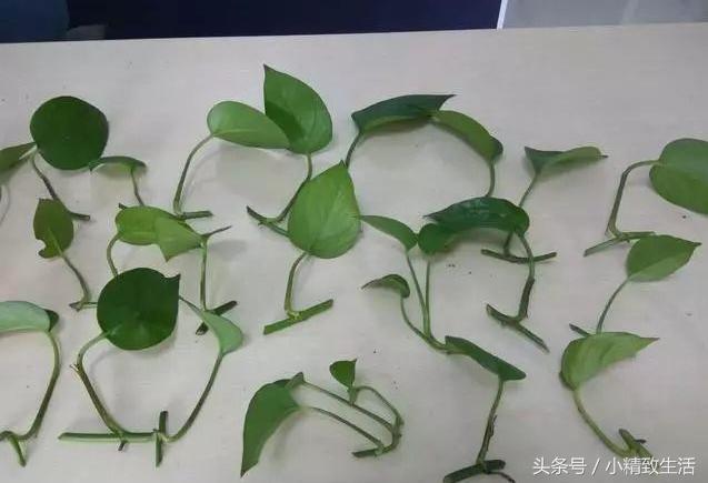 怎么才让绿萝长得茂盛不黄叶,怎么把绿萝养得又粗又壮不长黄叶