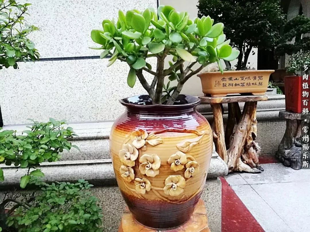 养多肉摒弃焦虑,包邮区不能养的多肉有哪些