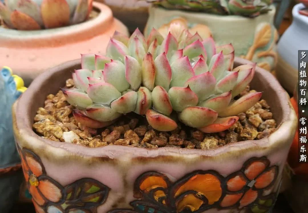 养多肉摒弃焦虑,包邮区不能养的多肉有哪些
