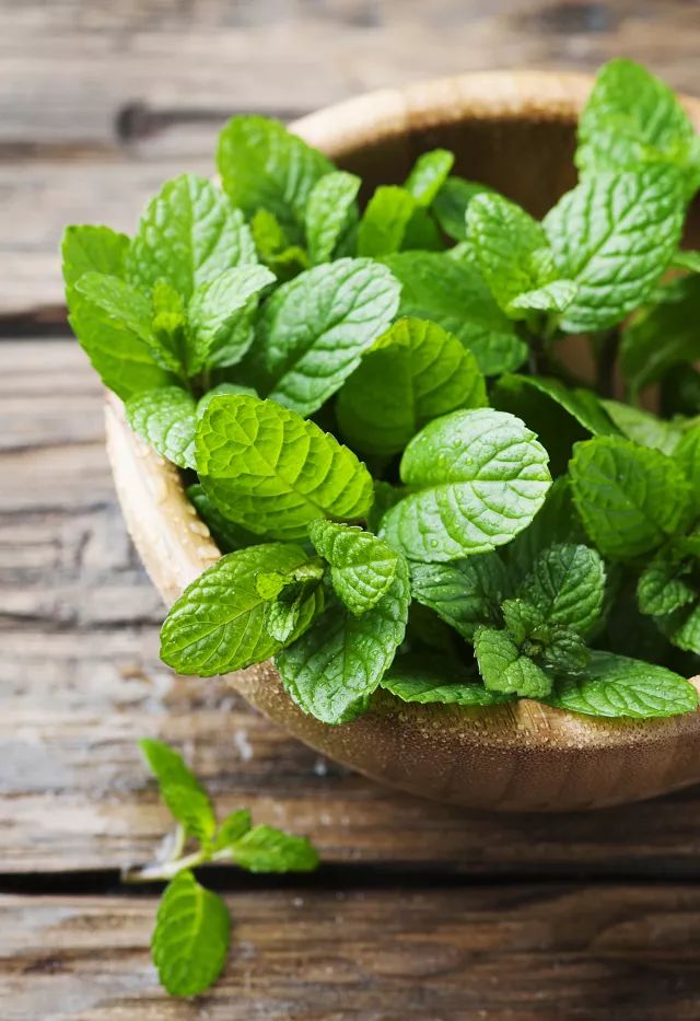 家中摆一盆,大病小病全走光!赶紧收藏!