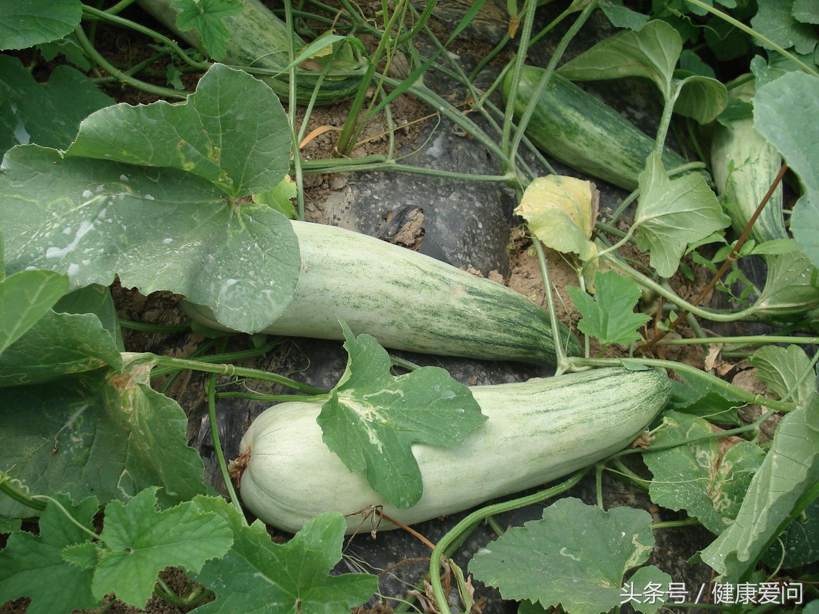 本草纲目说西瓜,本草纲目瓜果篇