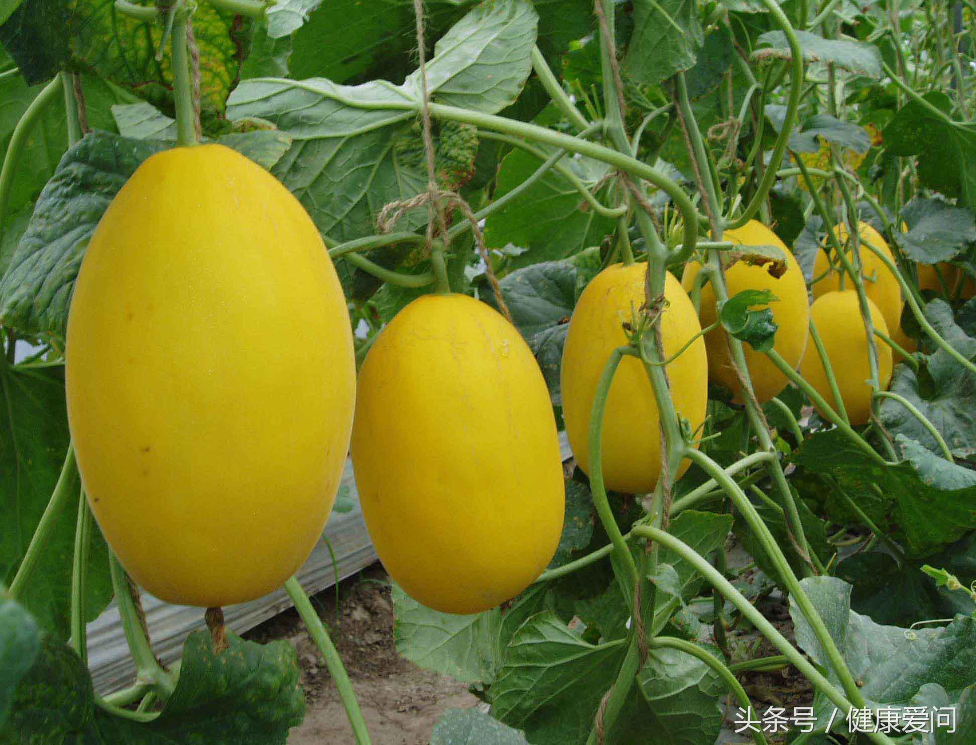 本草纲目说西瓜,本草纲目瓜果篇