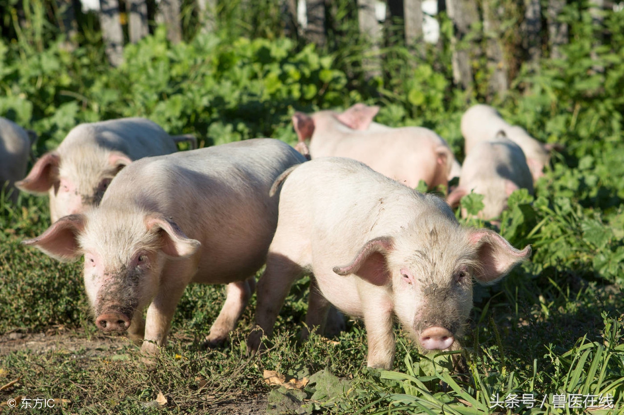 猪得了猪瘟怎么治疗,猪得了高热病必须打针吗