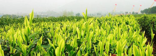 怎么样辨别真正的安吉白茶,如何甄别正宗的安吉白茶