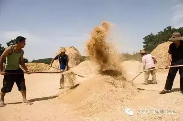 割麦子麦地里晒太阳,割麦子文登