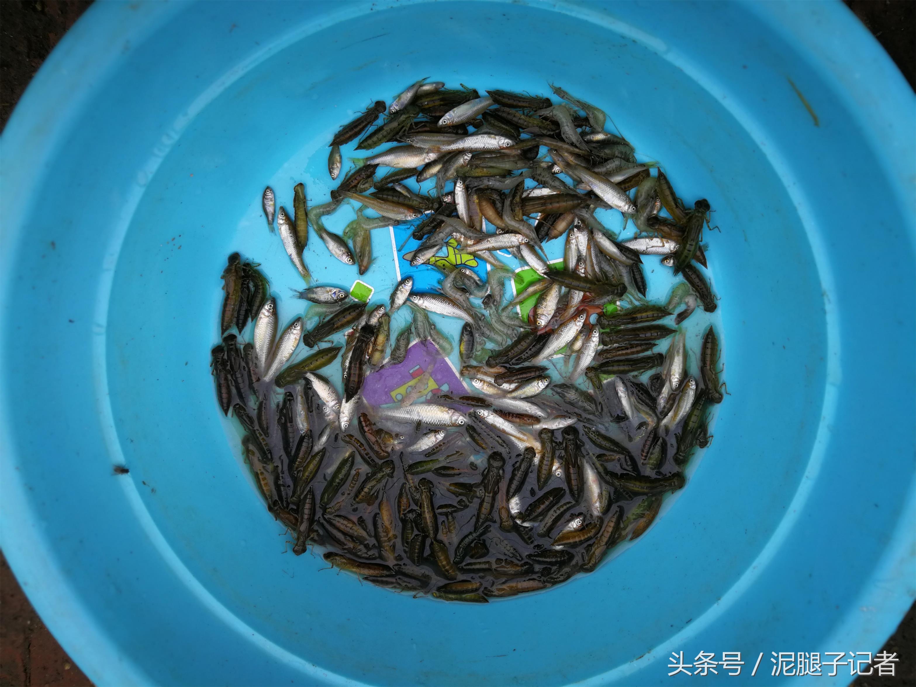 为什么现在在农村也看不见蜻蜓了,为什么现在农村没有蜻蜓了