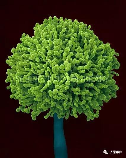 黄曲霉毒素真的有这么可怕吗,黄曲霉素的特点