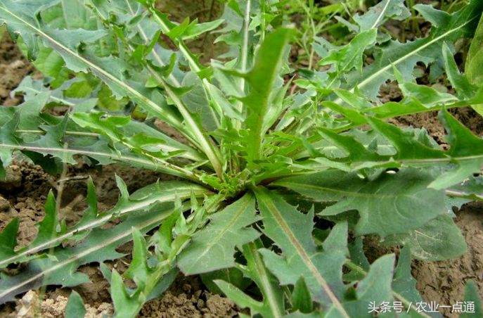 农村的蔬菜真好吃,这种菜不到2元钱竟是天然抗癌菜