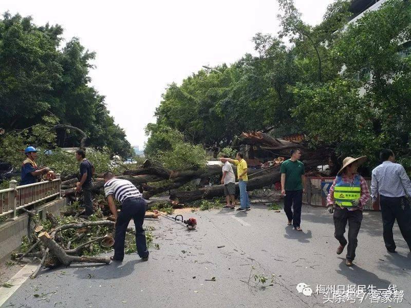 百年古树倒塌险砸中路人,行道树突然倒下车被砸