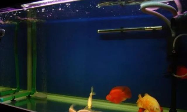 硝化细菌可以养鱼缸吗,开缸不加硝化细菌照样能养鱼