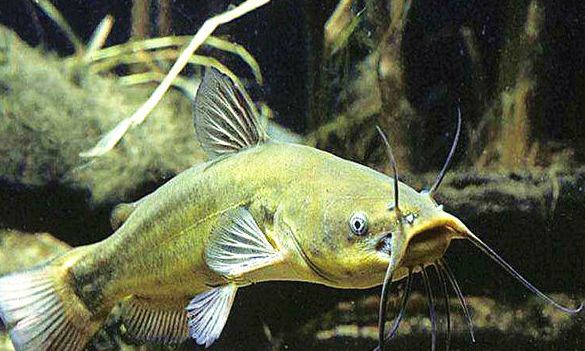 鲶鱼用什么最好钓,大鲶鱼用什么钓最好