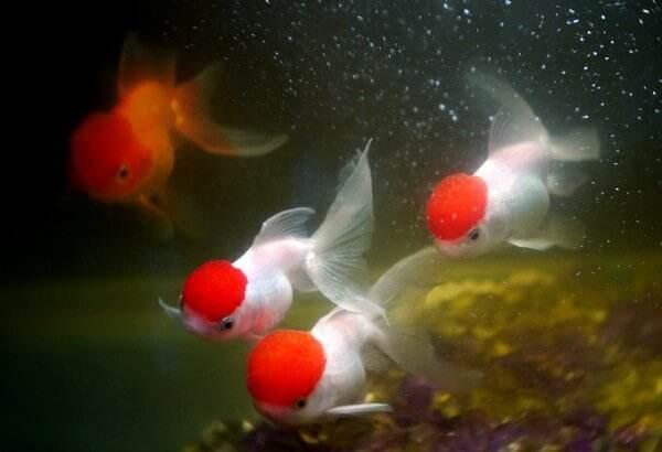 出远门观赏鱼多久停食,观赏鱼停食三天拉黄色气泡便