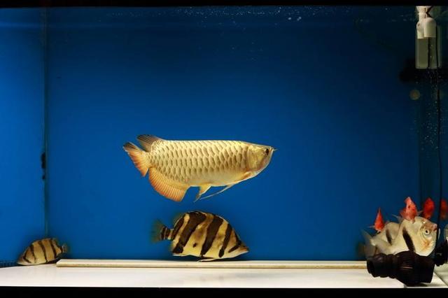 观赏鱼体表受损还能修复吗,观赏鱼体表黏膜会恢复吗