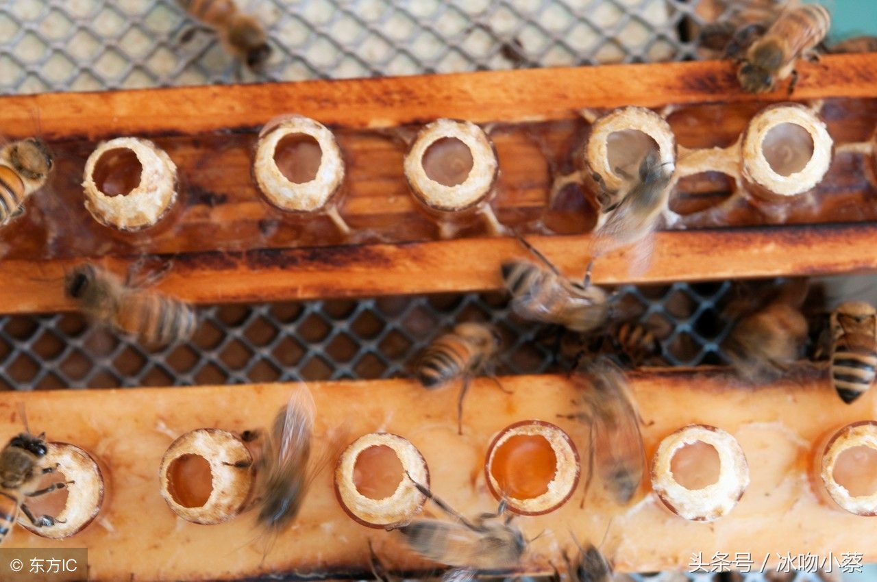 育蜜蜂王台技术,国外蜜蜂育王技术