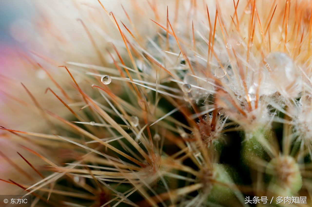 世界杯足球看点,世界杯有看点的比赛