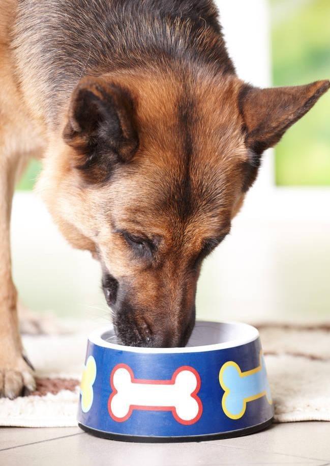 如何消除狗狗的口臭,怎么分辨狗狗口臭原因