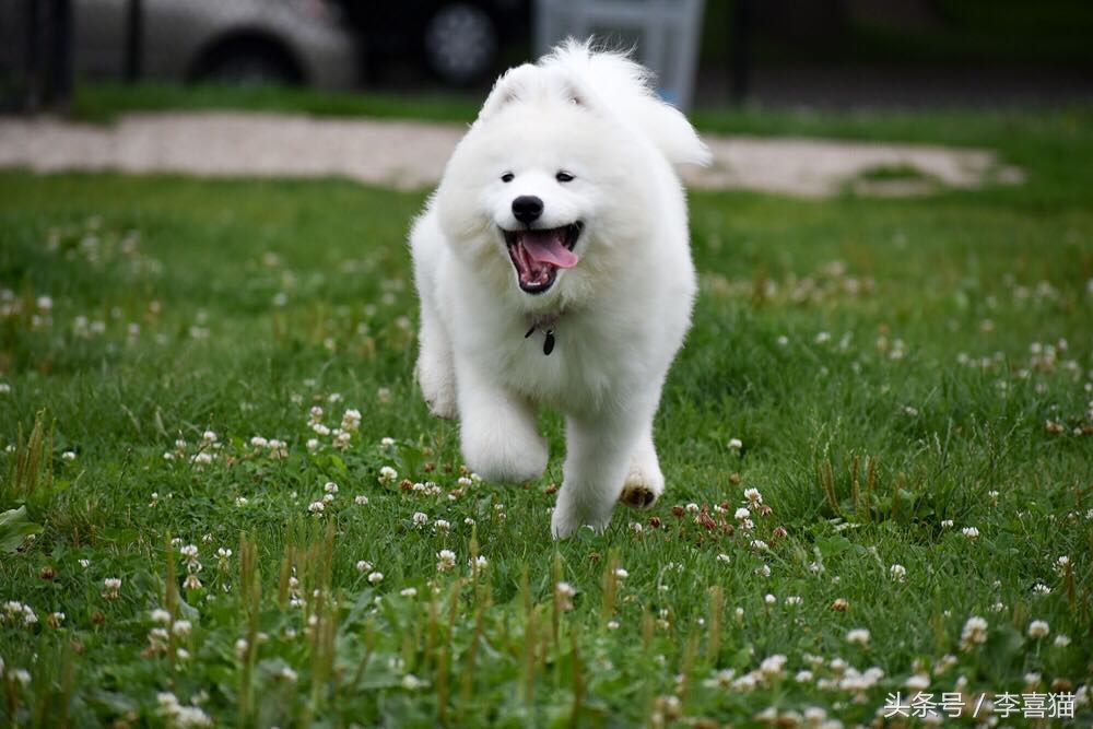 明明可以靠颜值吃饭却偏偏靠力气,明明可以靠颜值吃饭偏偏靠嘴巴